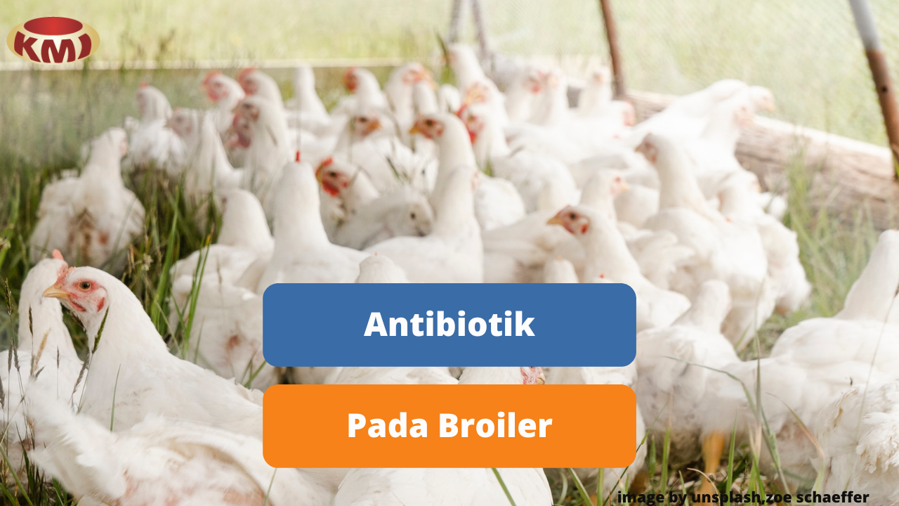 Antibiotik Pada Pemeliharaan Ayam Broiler